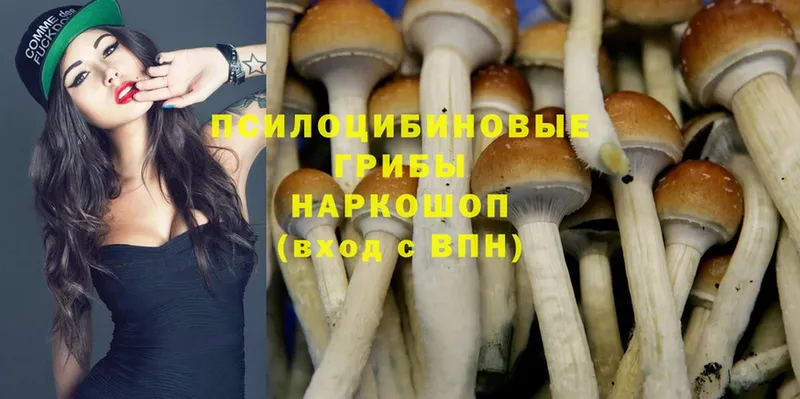 Галлюциногенные грибы Psilocybe  Белорецк 